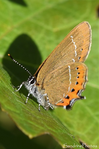 Thècle du Prunellier, Thécla de l`épine noire, Satyrium pruni, Lycaenidae, Papillon de jour, Le Verger, Bouresse (13)