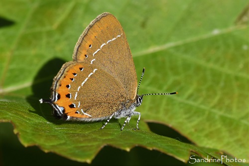 Thècle du Prunellier, Thécla de l`épine noire, Satyrium pruni, Lycaenidae, Papillon de jour, Le Verger, Bouresse (14)