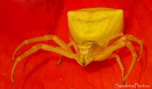 Thomise enflée, Thomisus onustus, Araignée Thomise jaune femelle, female yellow spider, Bouresse, Poitou-Charentes, Biodiversité en France 86 (4)