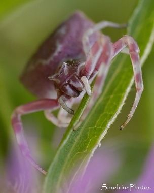 Thomisus onustus, Araignée rose et blanche sur Centaurée, Thomisidae du Jardin, Le Verger, Bouresse 86, Poitou, Biodiversité en région Nouvelle-Aquitaine (108)