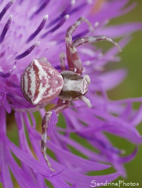 Thomisus onustus, Araignée rose et blanche sur Centaurée ayant capturé un demi-Deuil, Thomisidae, Jardin, Le Verger, Bouresse, Poitou, Biodiversité en région Nouvelle-Aquitaine (100)