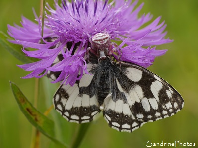 Thomisus onustus, Araignée rose et blanche sur Centaurée ayant capturé un demi-Deuil, Thomisidae, Jardin, Le Verger, Bouresse, Poitou, Biodiversité en région Nouvelle-Aquitaine (98)