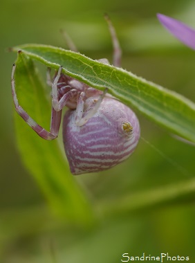 Thomisus onustus, Araignée rose et blanche sur Centaurée ayant capturé un demi-Deuil, Thomisidae, Jardin, Le Verger, Bouresse, Poitou, Biodiversité en région Nouvelle-Aquitaine (99)