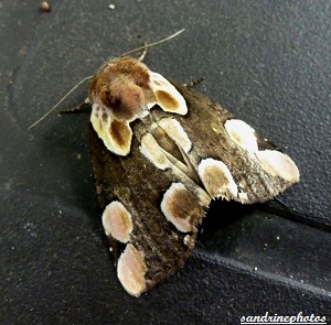 Thyatira Batis-La Batis Papillon de nuit bouresse Poitou-Charentes