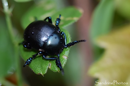 Timarcha goettingensis, Petit Crache-sang, Coléoptère noir, L`Huilerie, Queaux, Sud-Vienne 86 (28)