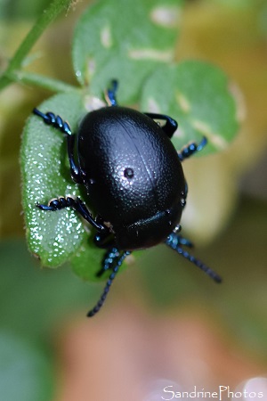 Timarcha goettingensis, Petit Crache-sang, Coléoptère noir, L`Huilerie, Queaux Sud-Vienne 86 (29)