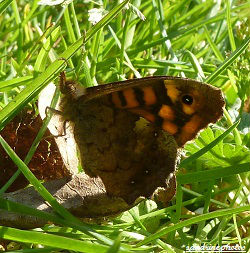 Tircis Pararge Aegeria Papillon