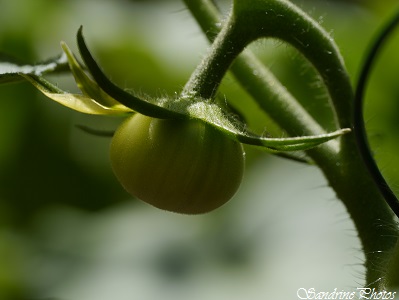 Tomate, Tomatoes, Vegetables of the garden, Légumes, Un petit tour au potager, Jardin, Bouresse (11)