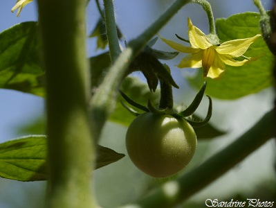 Tomate, Tomatoes, Vegetables of the garden, Légumes, Un petit tour au potager, Jardin, Bouresse (12)