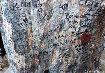 Tombe de Jim Morrison, chanteur des Doors, Arbre gravé de graffitis, Cimetière du Père Lachaise, Visite nécro-romantique avec Thierry Le Roy, Paris, France, octobre 2011 