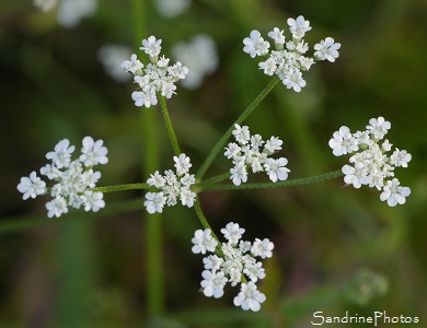 Torilis des champs, Torilis arvensis, Fleurs blanches, Bouresse, Le Verger 86 Sud-Vienne, Poitou-Charentes, Région Nouvelle-Aquitaine (26)