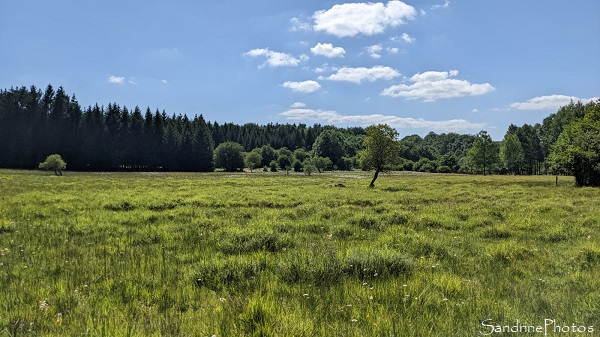 Tourbière de Canroute, Prairies humides (5)