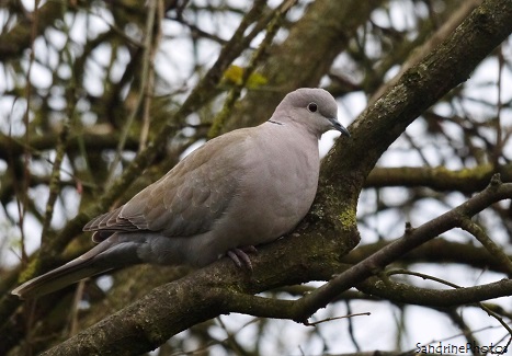 Tourterelle turque, Streptopelia decaocto, Turtledove, Oiseaux des jardins, Birds of the gardens, Bouresse, Poitou-Charentes, France (21)