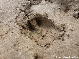 Traces de passage d`un sanglier-Prints of a wild boar, eating corn in the middle of a field - Bouresse, Poitou-Charentes (1)