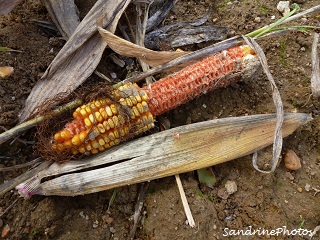 Traces de passage d`un sanglier-Prints of a wild boar, eating corn in the middle of a field - Bouresse, Poitou-Charentes (2)