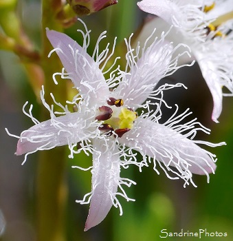 Trèfle d`eau, Menyanthes trifoliata, Fleurs blanches, Plantes aquatiques, marais, tourbières, Corrèze, Plateau de Millevaches (2)