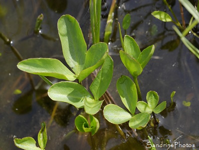 Trèfle d`eau, Menyanthes trifoliata, Fleurs blanches, Plantes aquatiques, marais, tourbières, Corrèze, Plateau de Millevaches (3)