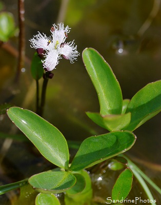 Trèfle d`eau, Menyanthes trifoliata, Fleurs blanches, Plantes aquatiques, marais, tourbières, Corrèze, Plateau de Millevaches (5)