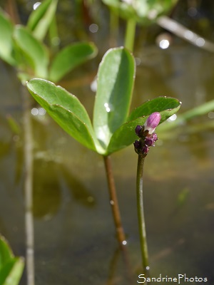 Trèfle d`eau, Menyanthes trifoliata, Fleurs blanches, Plantes aquatiques, marais, tourbières, Corrèze, Plateau de Millevaches (6)