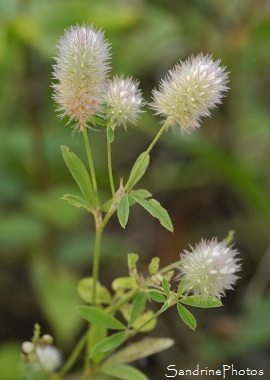 Trèfle des champs, Pied de lièvre, Trifolium arvense, Fleurs sauvages blanches, White wild flowers, Jardin, Le Verger, Bouresse 86, Biodiversité en région Nouvelle-Aquitaine (79)