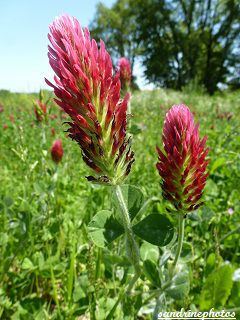 Trèfle incarnat Farouch, Trifolium incarnatum Fleurs sauvages du Poitou-Charentes Bouresse 