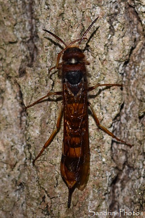Tremex fuscicornis, Insecte hyménoptère, Siricidae, La Planchette, Queaux 86