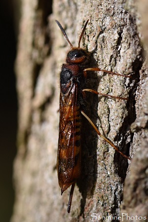 Tremex fuscicornis, Insectes hyménoptères, Siricidae, La Planchette, Queaux, 86