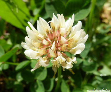 trèfle blanc Trifolium repens Trèfle rampant Poitou-Charentes