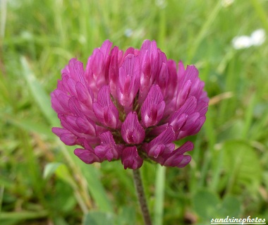 trèfle des prés Trifolium Pratense Poitou-Charentes 