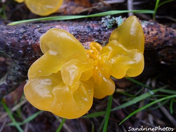 tremelle mésantérique, tremella mesanterica, champignons, mushrooms on rotten wood, Bouresse, Poitou-Charentes (5)