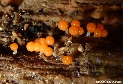 Trichia decipiens, Trichie décevante- myxomycètes, Petits champignons oranges sur tronc d`arbre pourri, very small orange mushrooms growing on a rotten fallen tree- Chemin de l`écorcherie-Bouresse Poi