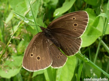 Aphantopus hyperantus LeTristan papillon de jour juillet 2012 Gîte Kerangueven Finistère 