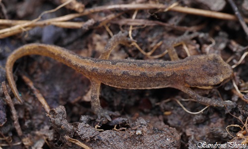 Triton palmé, Lissotriton helveticus, amphibien du Poitou-Charentes, Salamandridae, Bouresse (26)