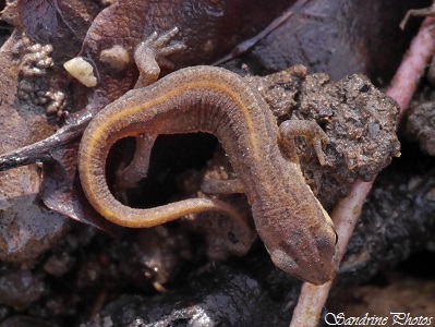 Triton palmé, Lissotriton helveticus, amphibien du Poitou-Charentes, Salamandridae, Bouresse 86 (12)