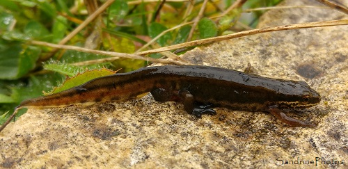 Triton palmé dans la mare, Lissotriton helveticus, Amphibiens, Salamandridae, le Verger, Bouresse (7)