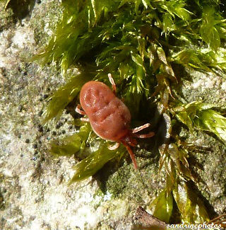  trombidion adulte acarien rouge PF