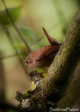 Troglodyte, Troglodytes troglodytes , oiseaux des jardins, Biodiversité du Poitou, région Nouvelle aquitaine, Bouresse 86 (3)