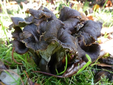 Trompettes des morts, Craterellus cornucopioides, champignons, Bouresse, Poitou-Charentes