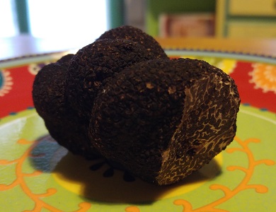 Truffe noire du Poitou, Tuber melanosporum, Ascomycètes, Cavage des truffes avec chien, Vienne 86 (1)