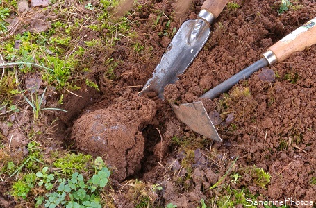 Truffe noire du Poitou, Tuber melanosporum, Ascomycètes, Cavage des truffes avec chien, Vienne 86 (3)