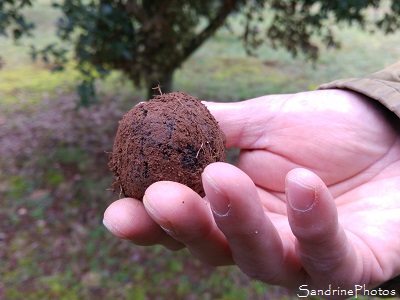 Truffe noire du Poitou, Tuber melanosporum, Ascomycètes, Cavage des truffes avec chien, Vienne 86 (4)