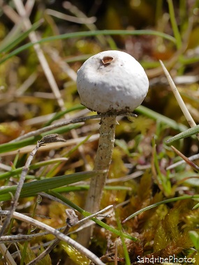 Tulostome des brumes, Tulostoma brumale, petit Champignon blanc avec un trou au milieu du chapeau, White little mushroom with a hole on the hat, Poitou-Charentes