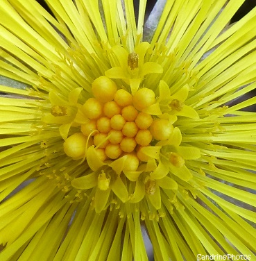 Tussilage, Tussilago farfara, fleurs sauvages, Bouresse la Croix Curé, Poitou-Charentes Février 2012