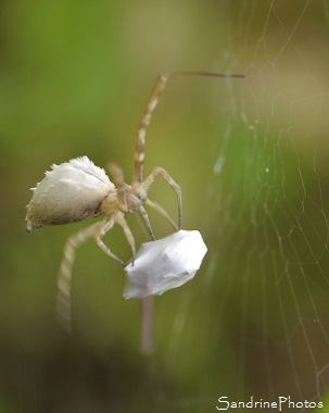 Uloborus walckenaerius, Araignée blanche et marron avec touffes de poils, Jardin, Le Verger, Bouresse 86, Poitou, Sud-Vienne, Biodiversité en Région Nouvelle Aquitaine (80)