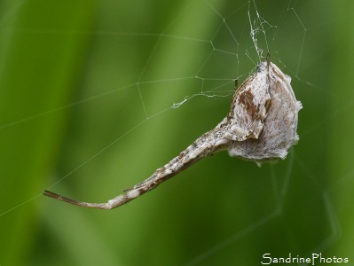 Uloborus walckenaerius, Araignée blanche et marron avec touffes de poils, Les étangs, Route de l`Isle Jourdain, Biodiversité en région Nouvelle-Aquitaine (33)