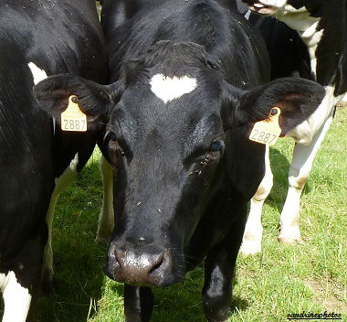 Vache de normandie avec un coeur sur le front Le Torquesne randonnée 22 juillet 2011 (11)