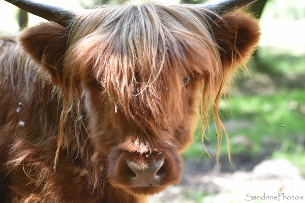 Vaches Highland cattle, Tourbière de Canroute, Tarn, Paysages de France (119)