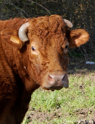 Vaches Limousines, French Cows, Sur les pas de Radegonde - Font Join Chemin de randonnées-Bouresse-Verrières 86