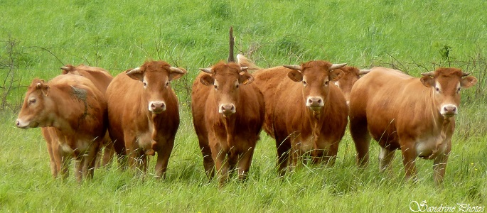 Vaches limousines dans les landes de Sainte Marie-Saulgé, Animaux domestiques, French Limousine cows in a field, Poitou-Charentes, SandrinePhotos