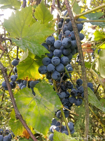 Vendanges 2020 au Verger, Raisin variété ancienne, Baco, Bouresse, Sud-Vienne